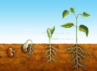 植物生長(zhǎng)調(diào)節(jié)劑作用